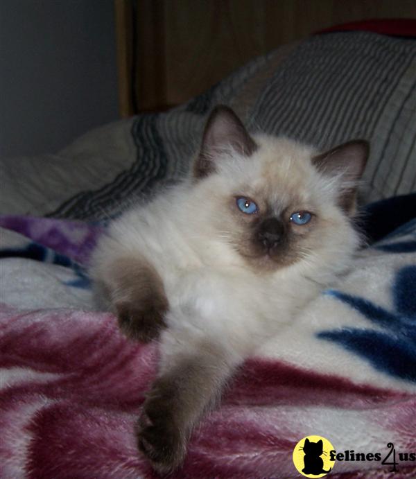 laurabell cattery Picture 2